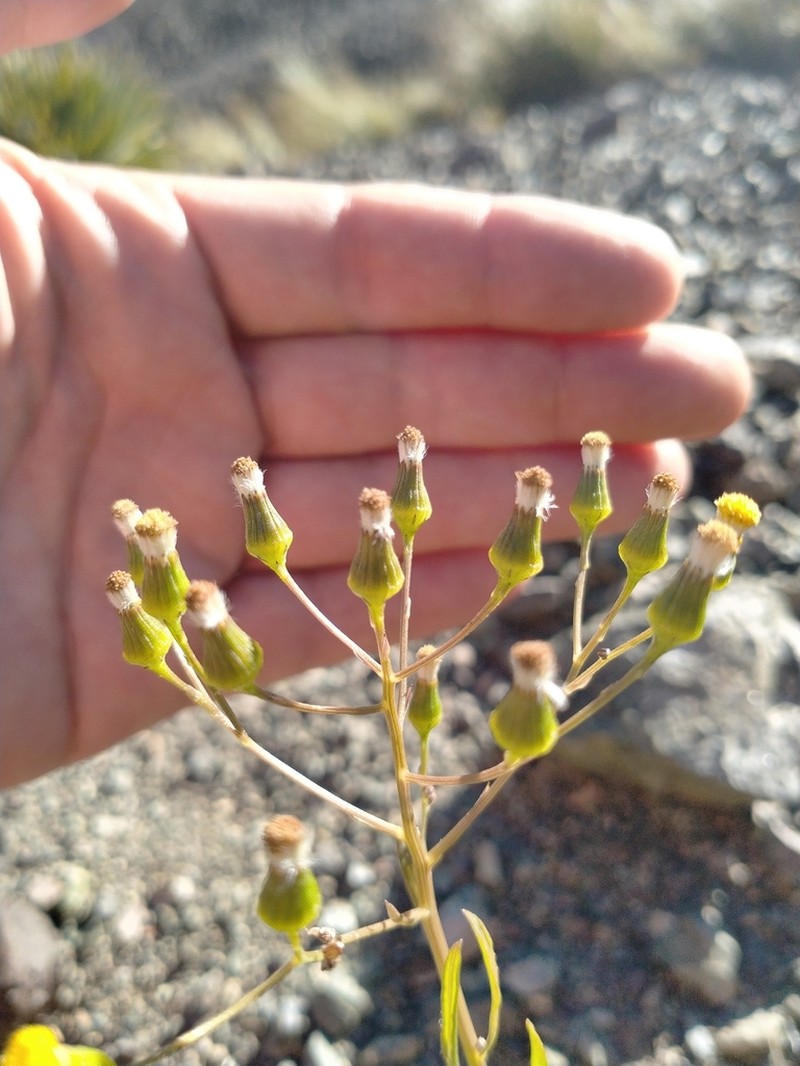 Senecio dunedinensis photo 7