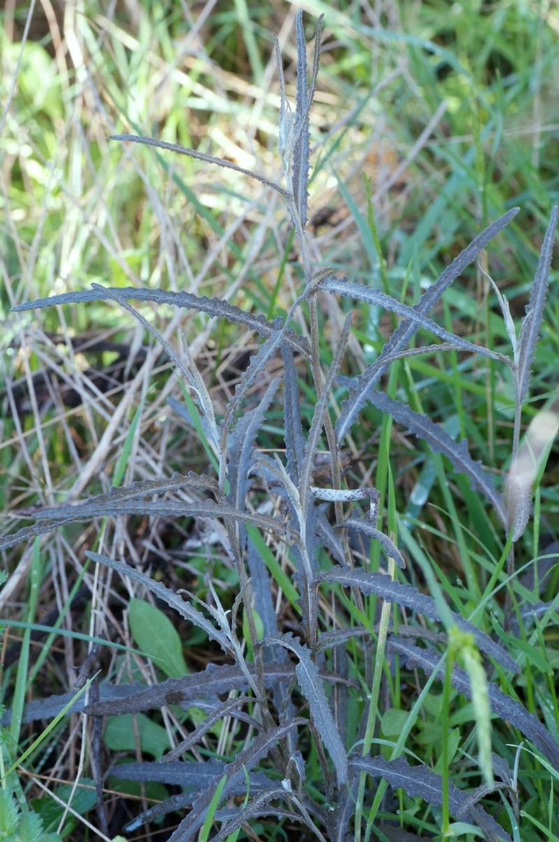 Senecio dunedinensis photo 8
