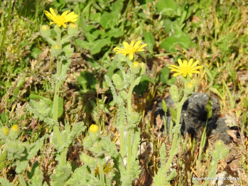 Senecio duriaei