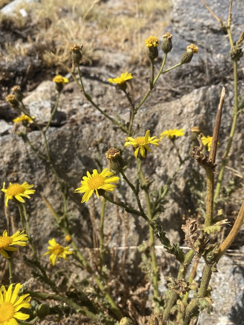 Senecio duriaei photo 2