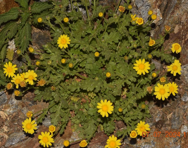 Senecio duriaei photo 3