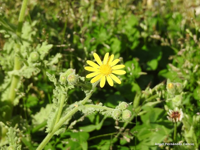 Senecio duriaei photo 4