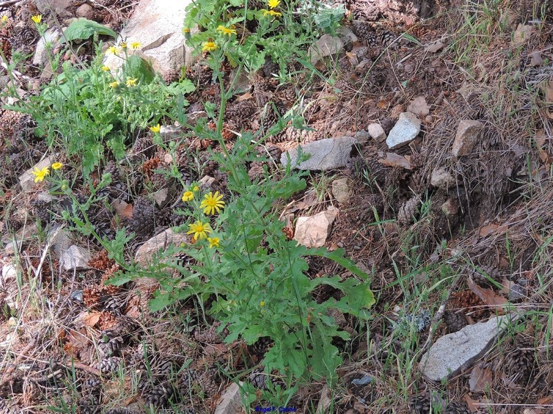 Senecio duriaei photo 6