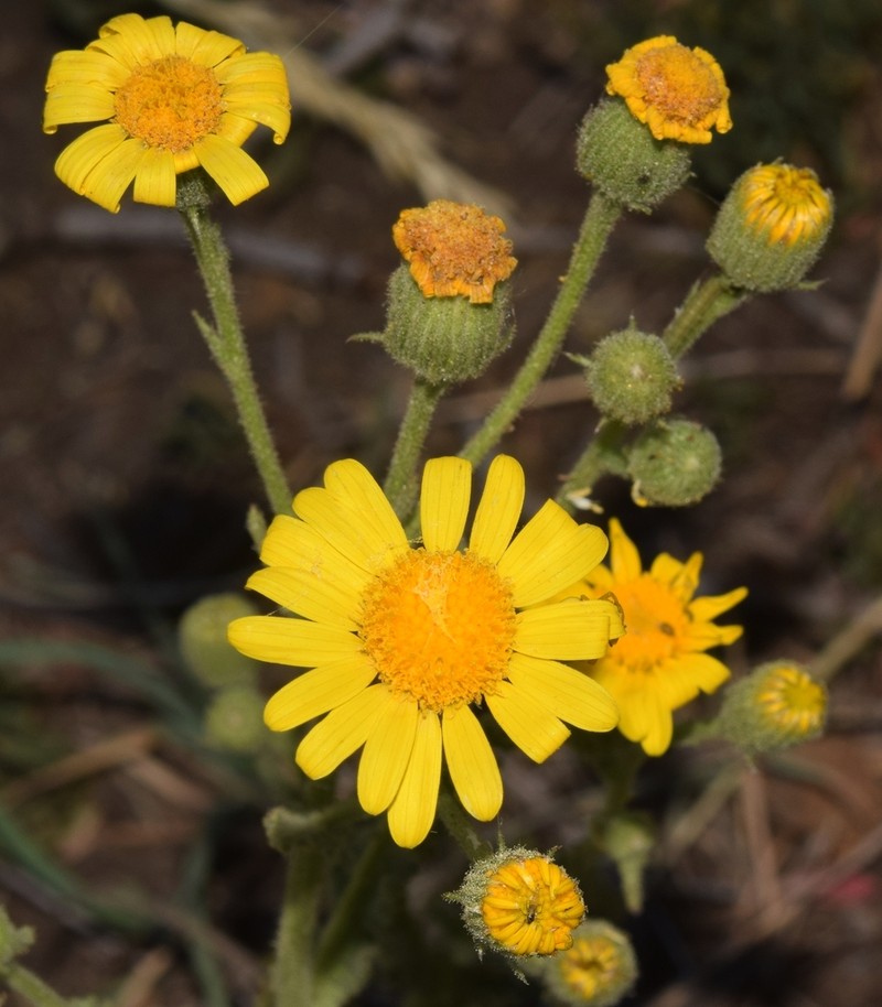 Senecio duriaei photo 7