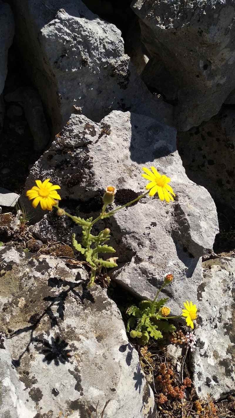 Senecio duriaei photo 8