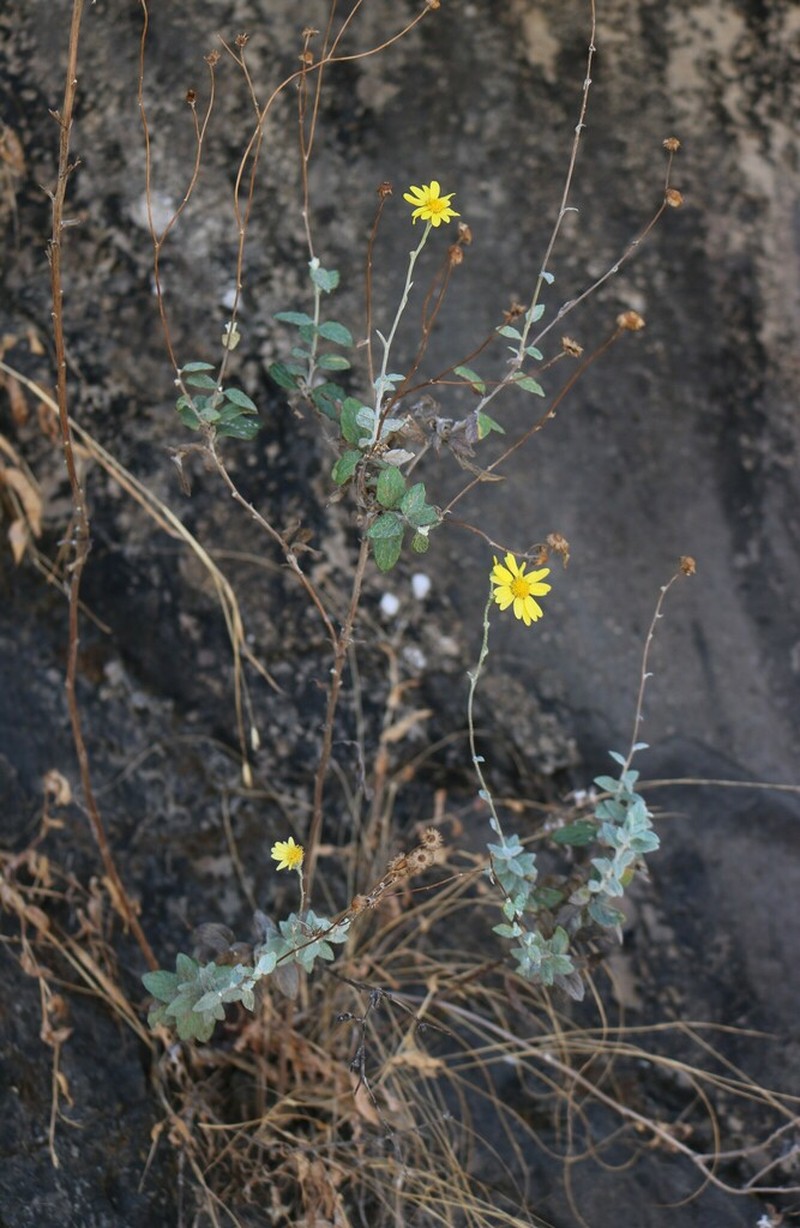 Senecio edgeworthii