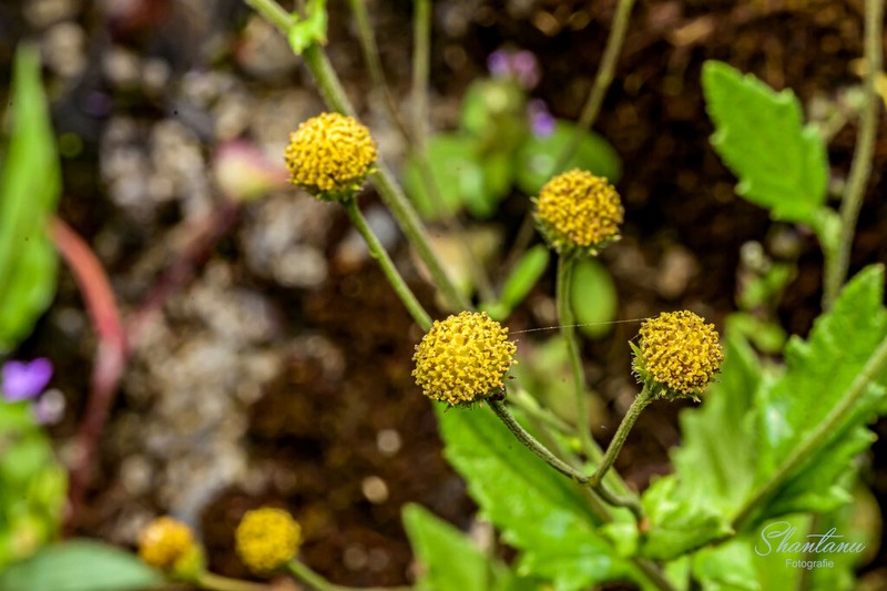 Senecio edgeworthii photo 2