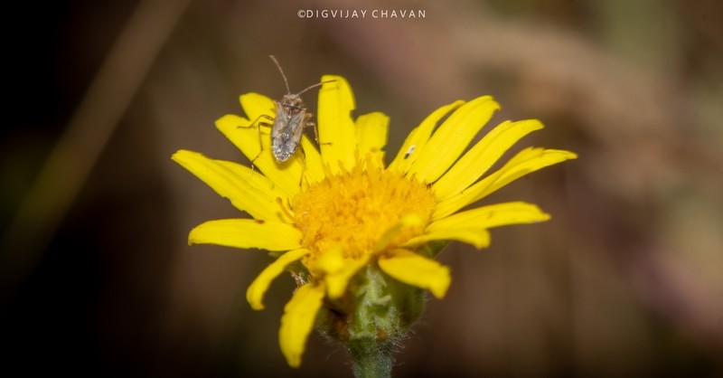 Senecio edgeworthii photo 3
