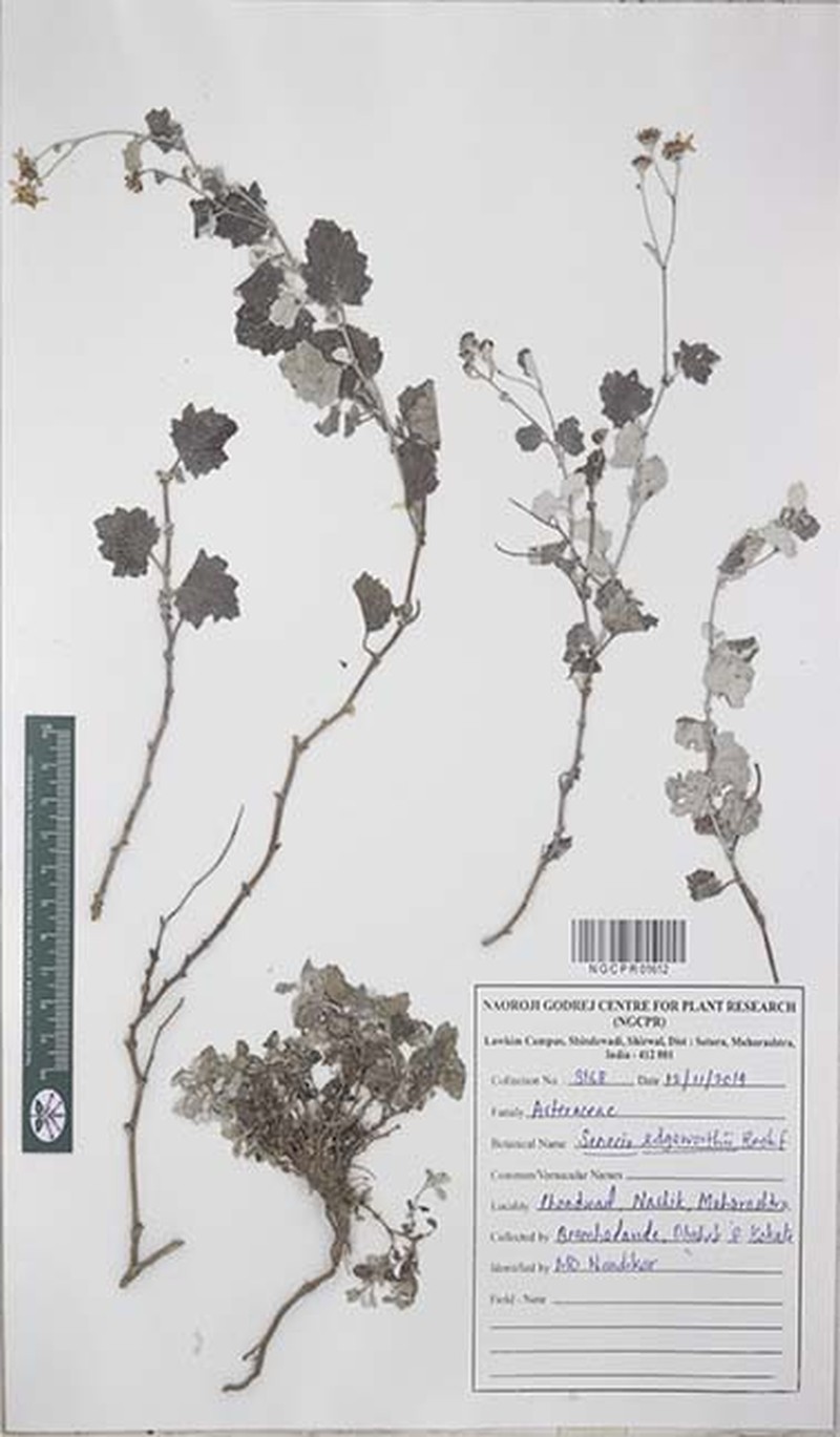 Senecio edgeworthii photo 4