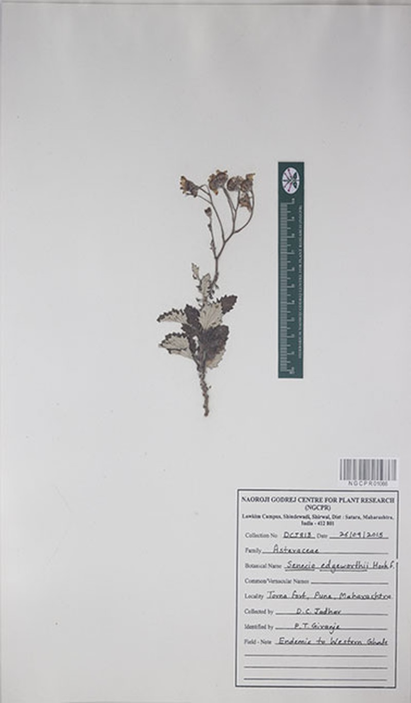 Senecio edgeworthii photo 7