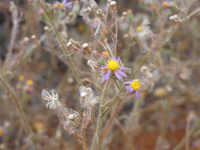 Senecio eenii