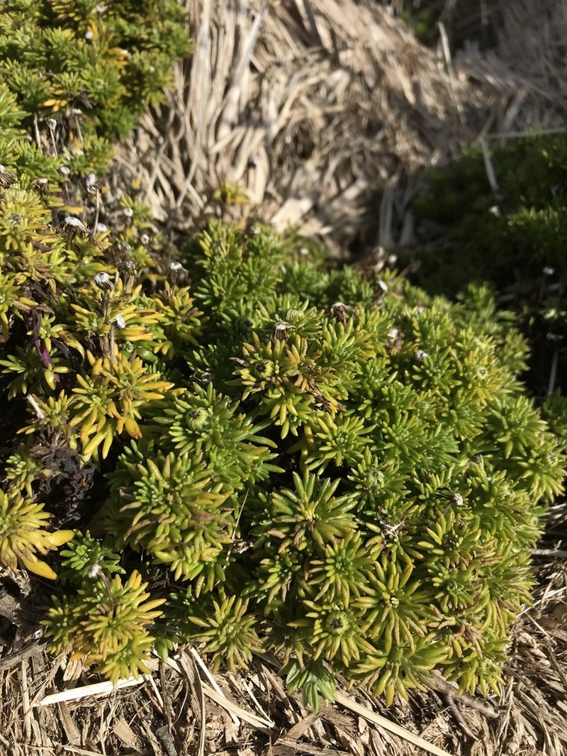 Senecio eightsii