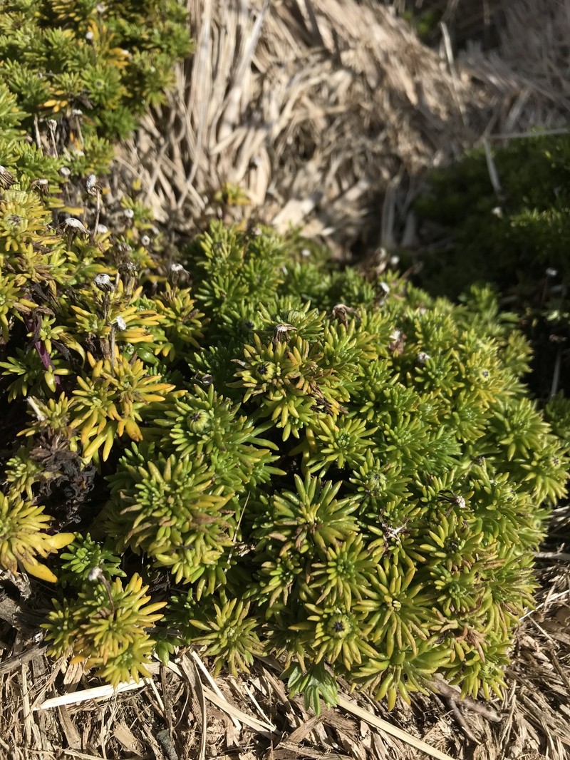 Senecio eightsii photo 2