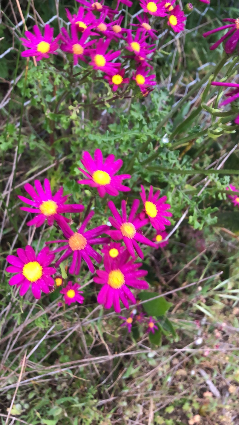 Redpurple Ragwort photo 3