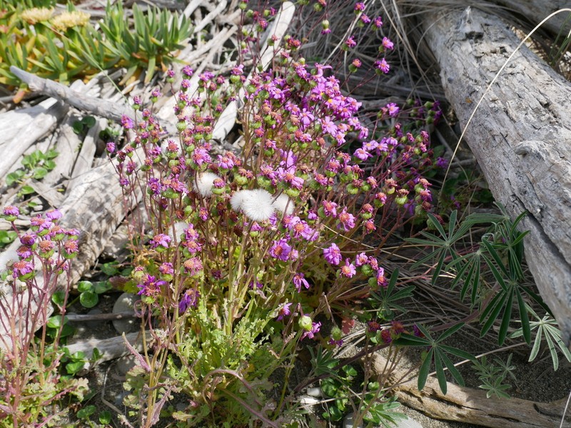 Redpurple Ragwort photo 4