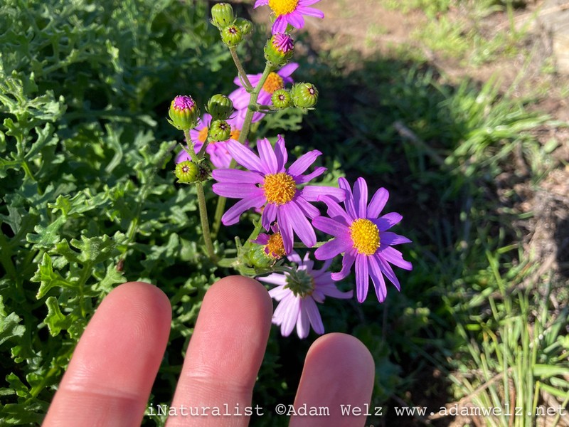 Redpurple Ragwort photo 5