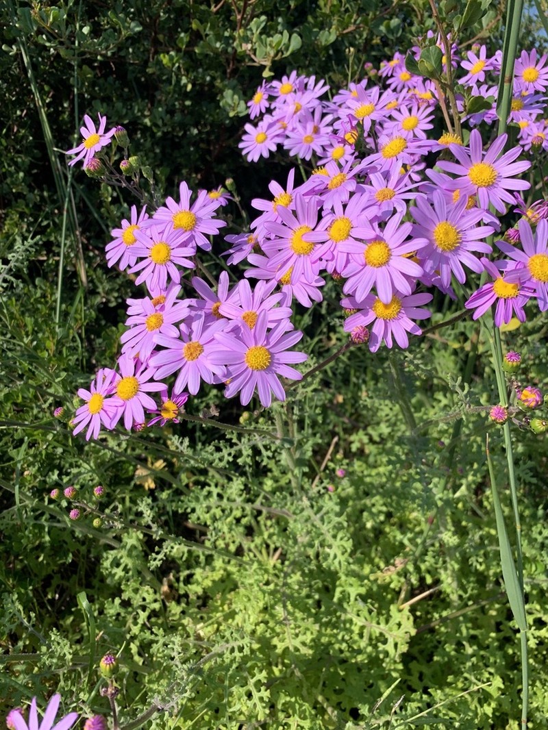 Redpurple Ragwort photo 6