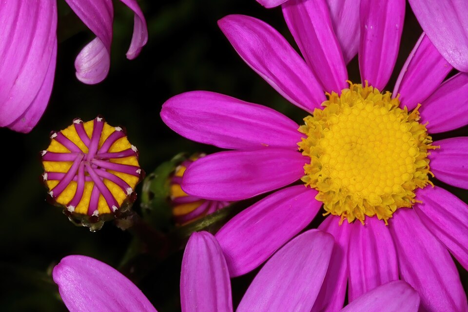 Redpurple Ragwort photo 5