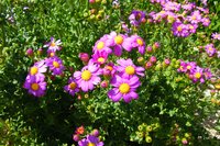 Redpurple Ragwort