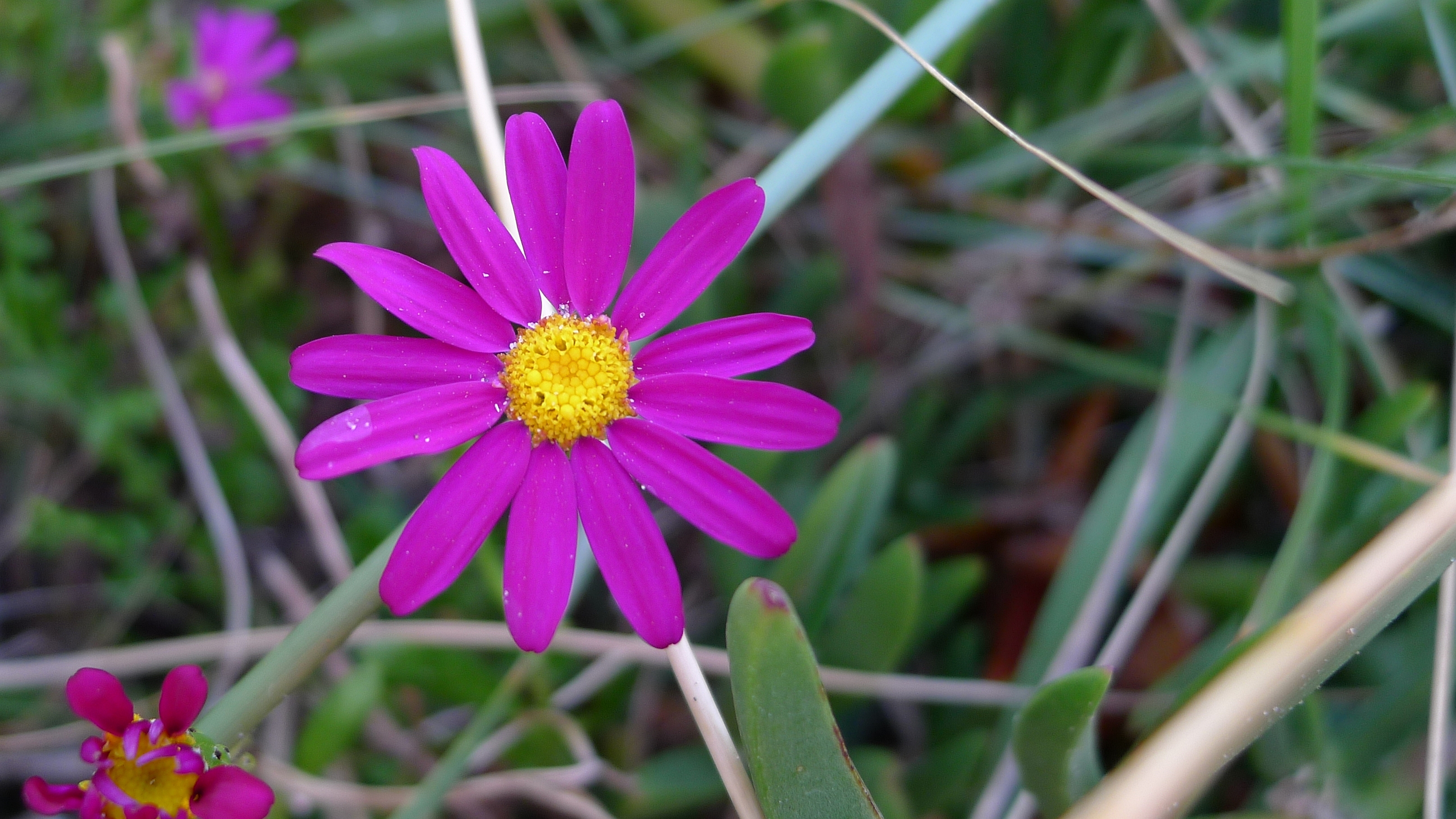 Redpurple Ragwort photo 7