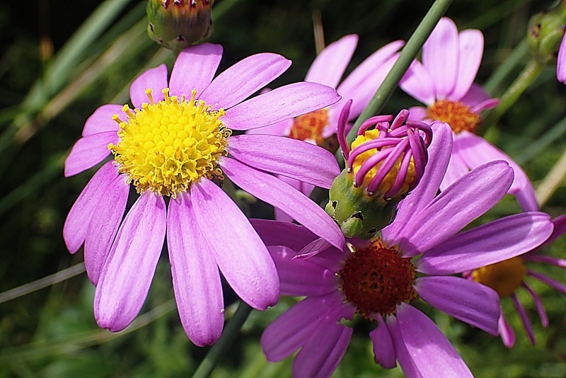 Redpurple Ragwort photo 2