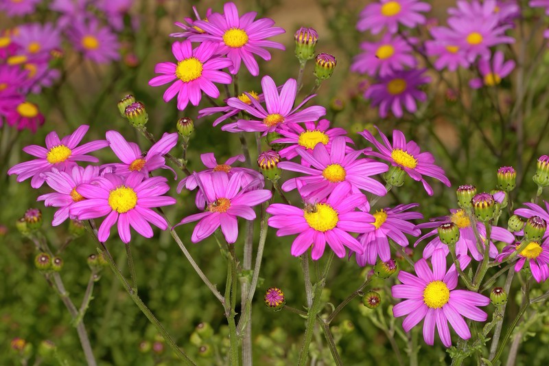 Redpurple Ragwort photo 3