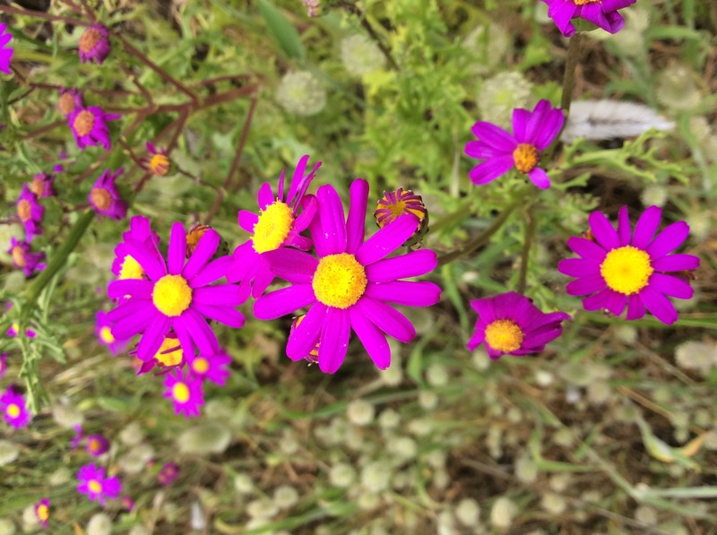Redpurple Ragwort photo 4