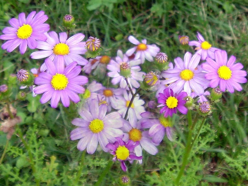 Redpurple Ragwort photo 8