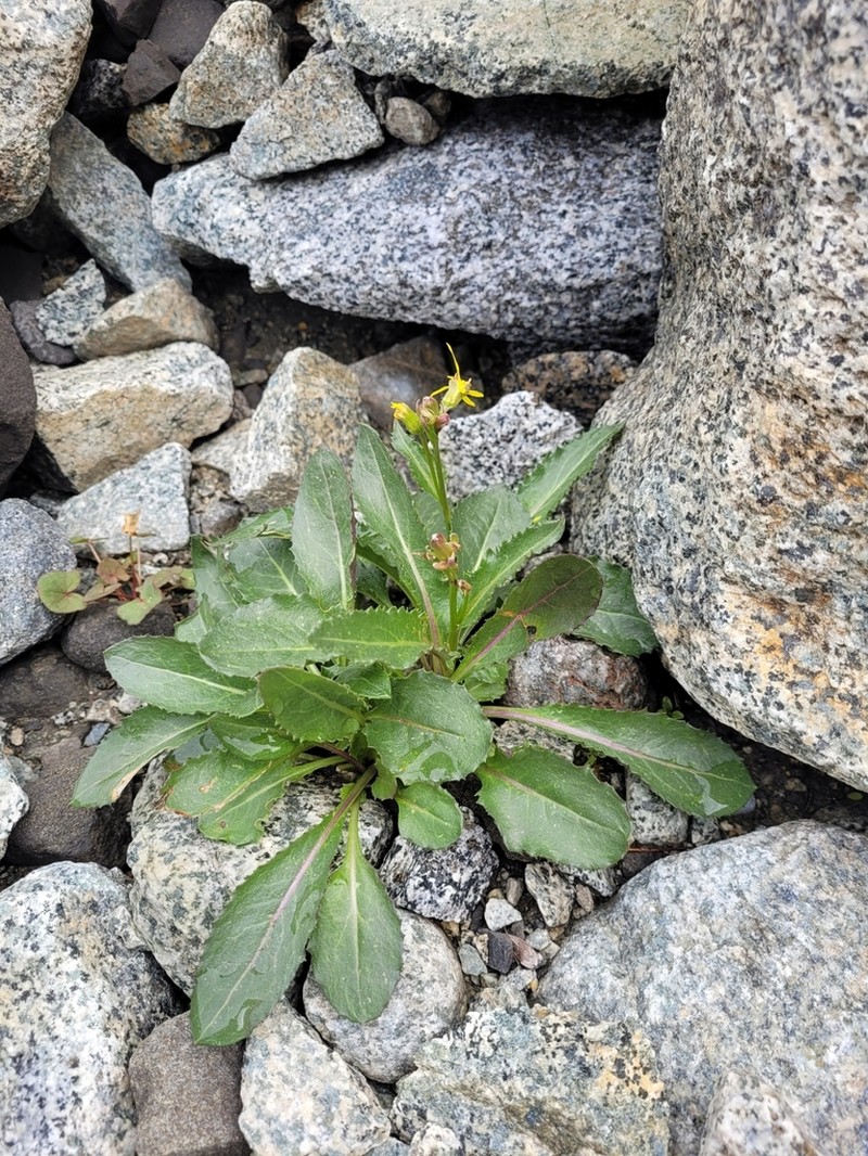 Elmer's Ragwort