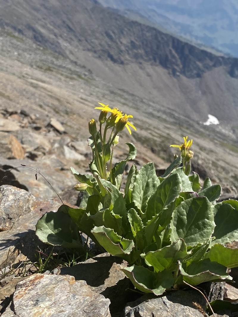 Elmer's Ragwort photo 2