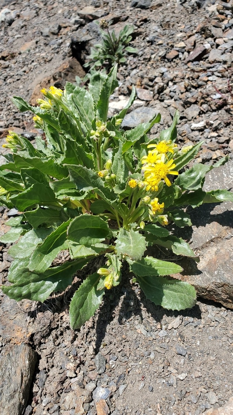 Elmer's Ragwort photo 4