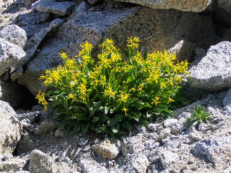 Elmer's Ragwort photo 5