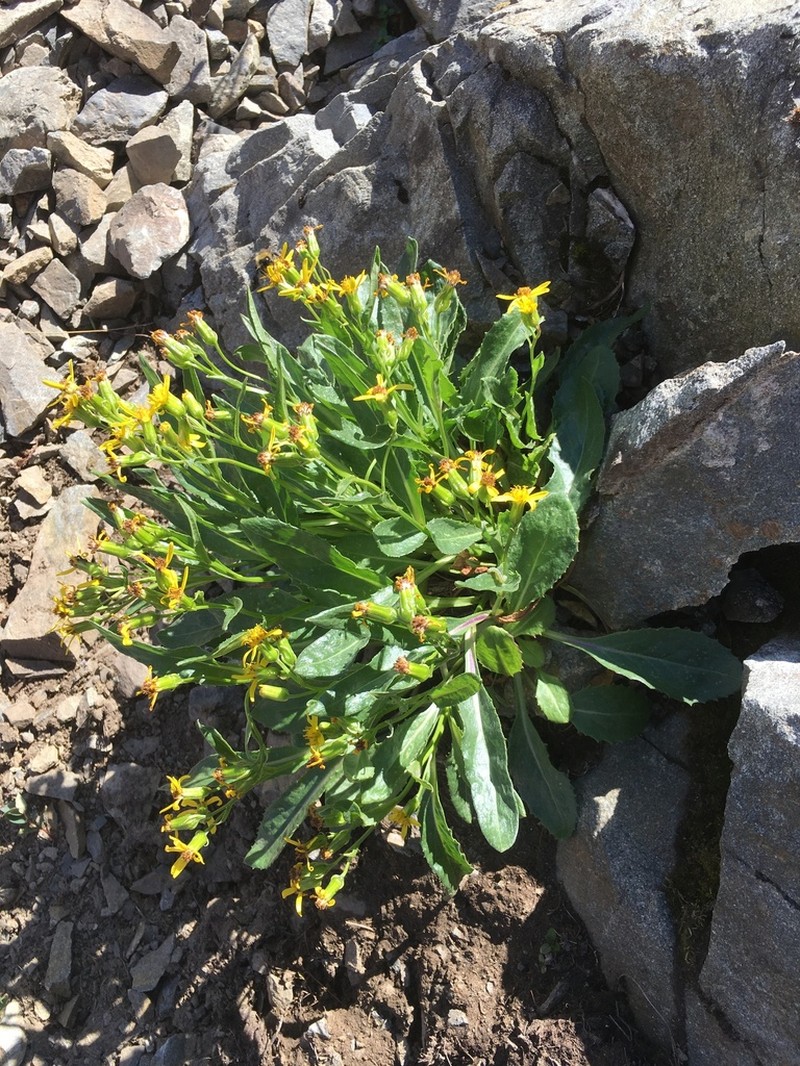 Elmer's Ragwort photo 6