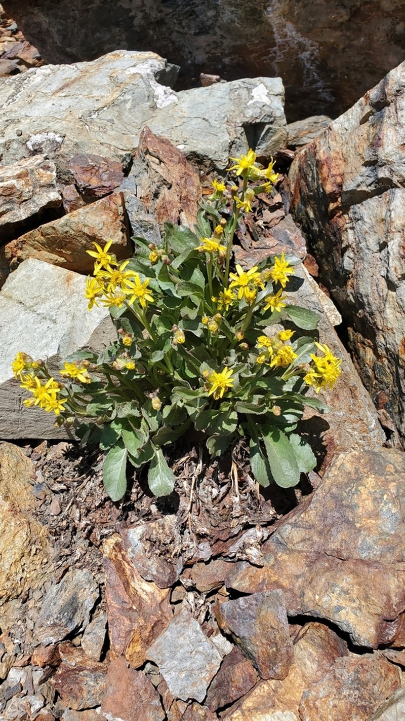 Elmer's Ragwort photo 7