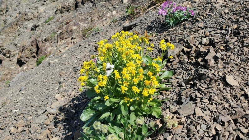 Elmer's Ragwort photo 8