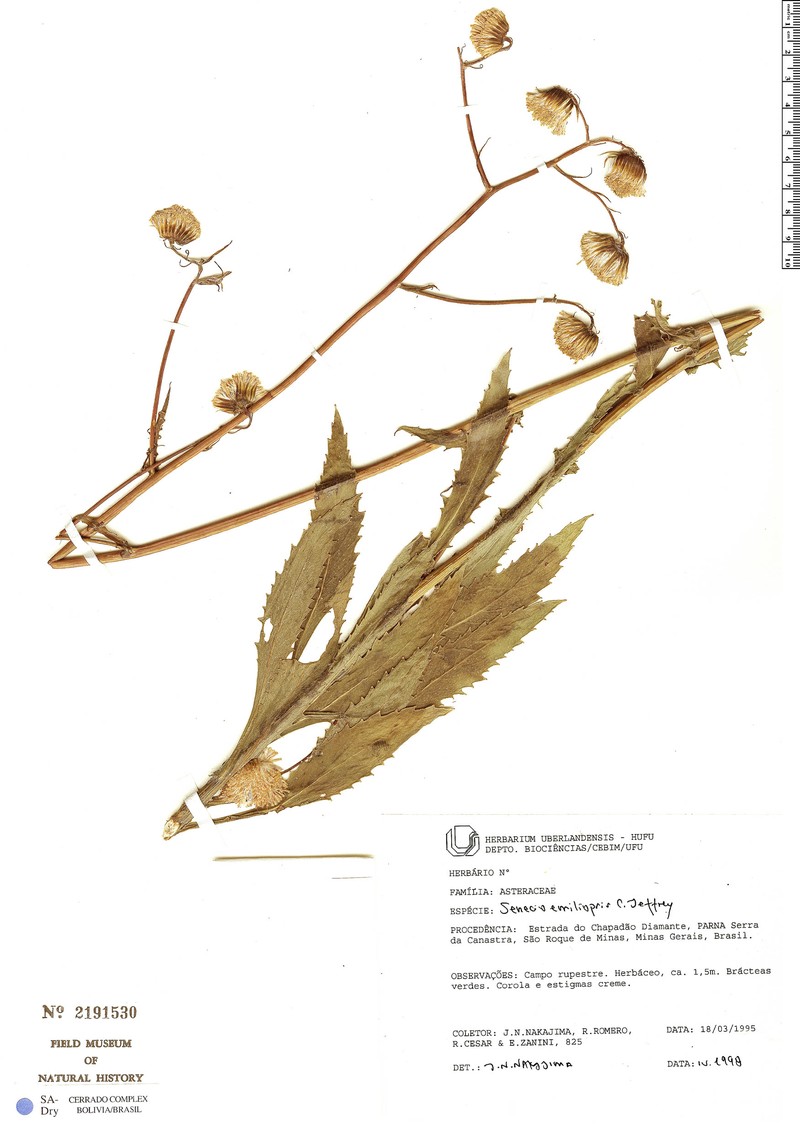 Senecio emiliopsis
