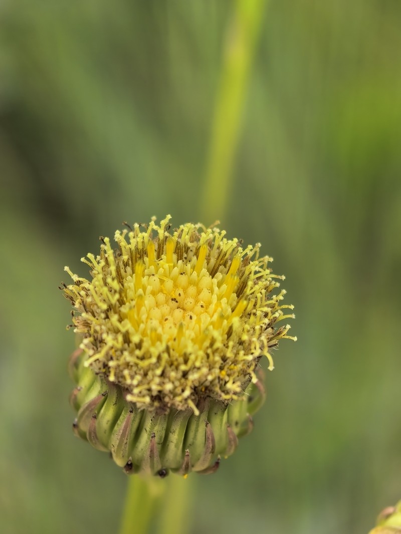 Senecio eminens photo 2