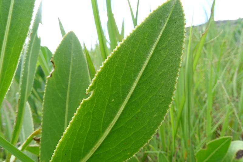 Senecio eminens photo 4