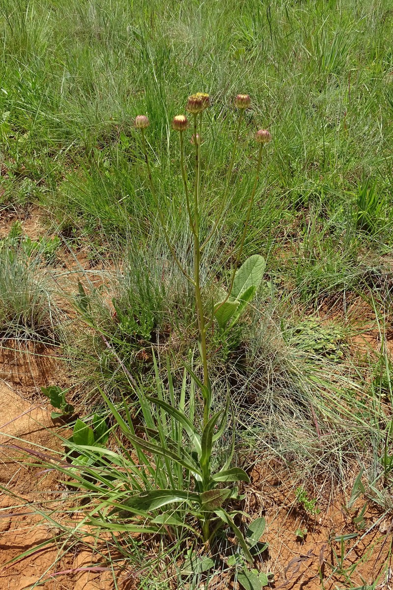 Senecio eminens photo 5
