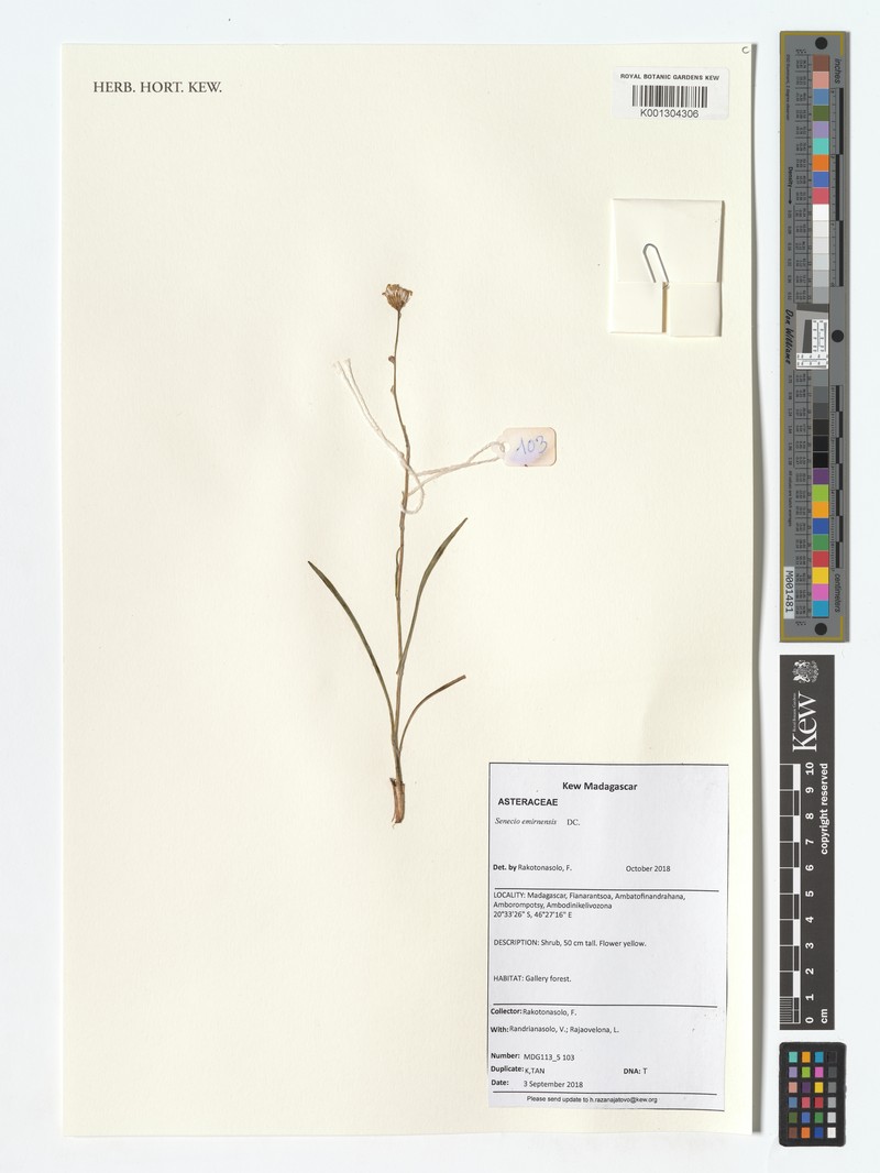 Senecio emirnensis