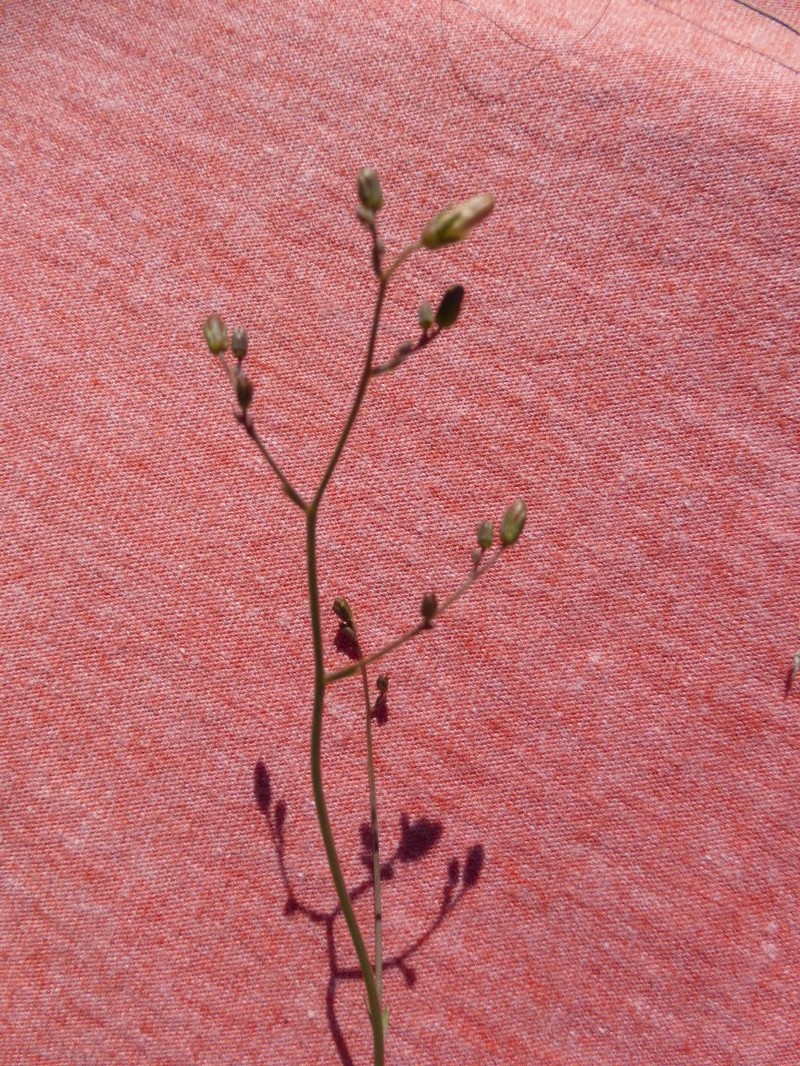Senecio emirnensis photo 2