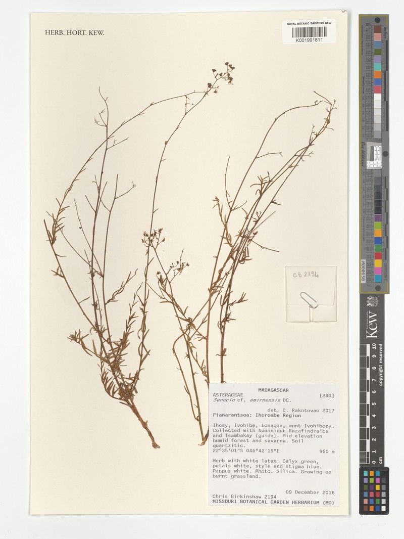 Senecio emirnensis photo 3