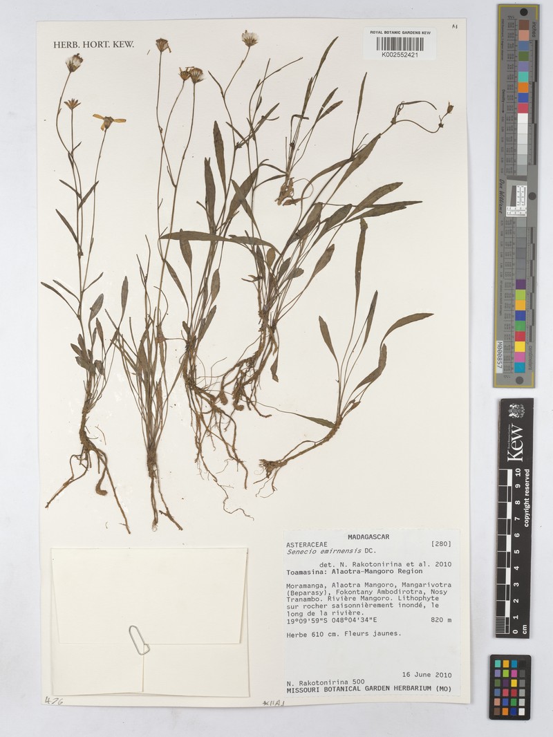 Senecio emirnensis photo 5