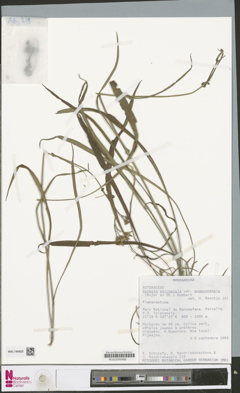 Senecio emirnensis subsp. angavonensis