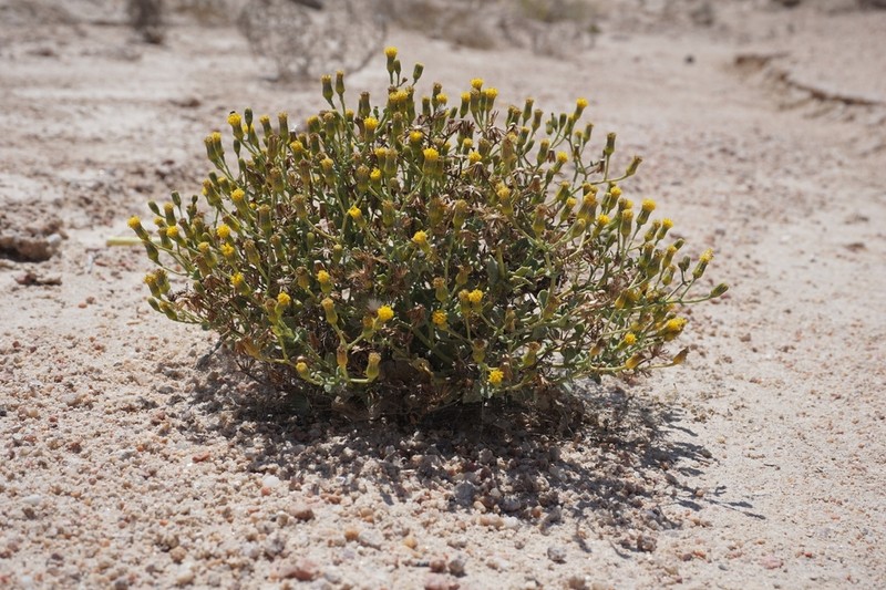 Senecio englerianus