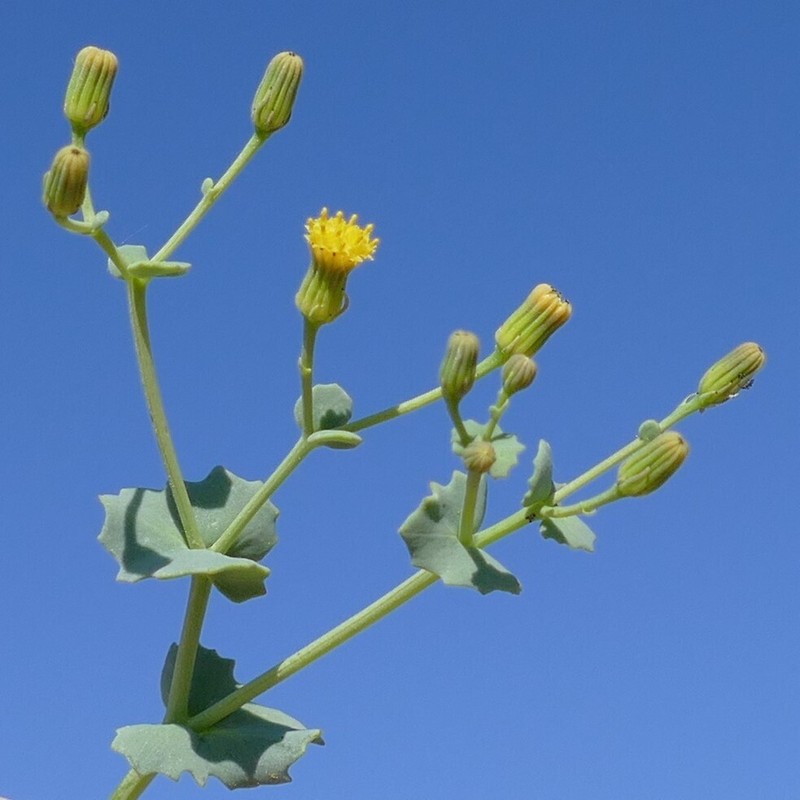 Senecio englerianus photo 2