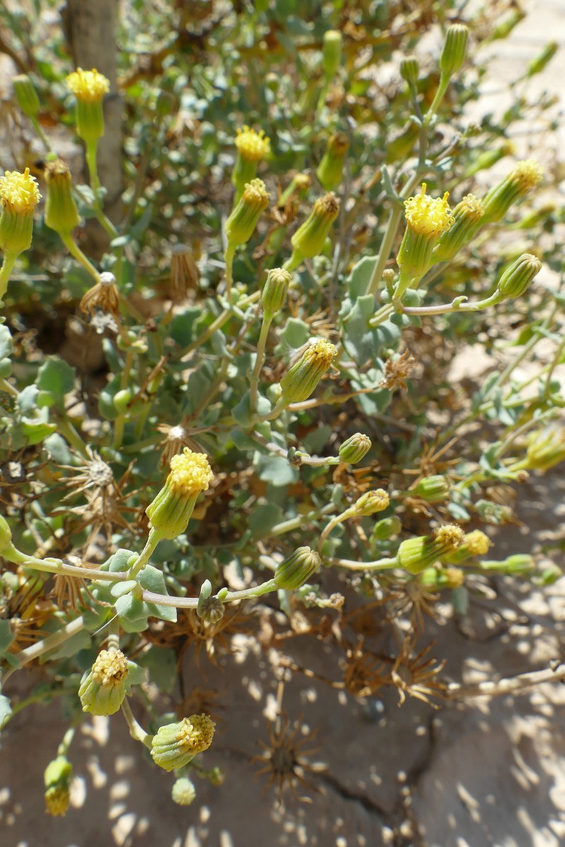 Senecio englerianus photo 3