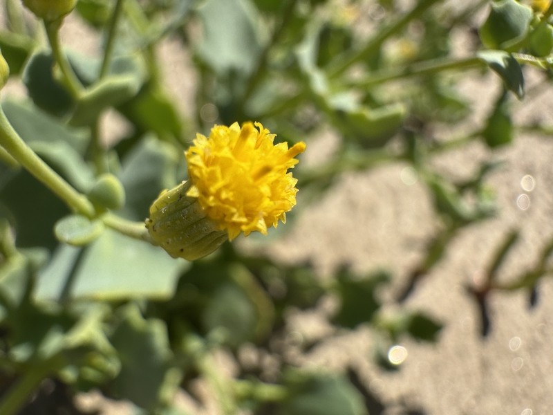 Senecio englerianus photo 4