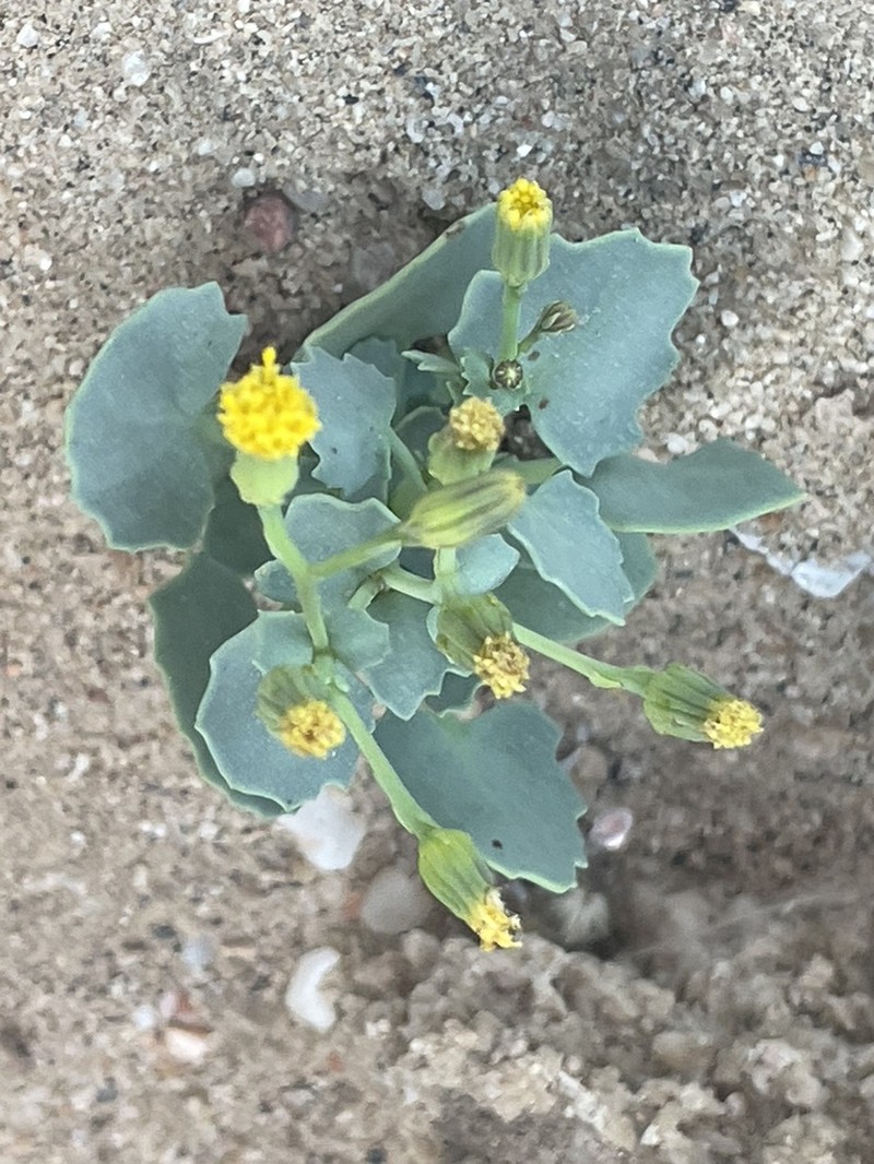 Senecio englerianus photo 5