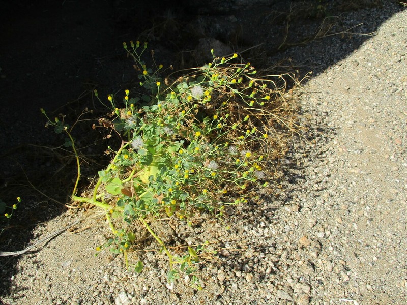 Senecio englerianus photo 6